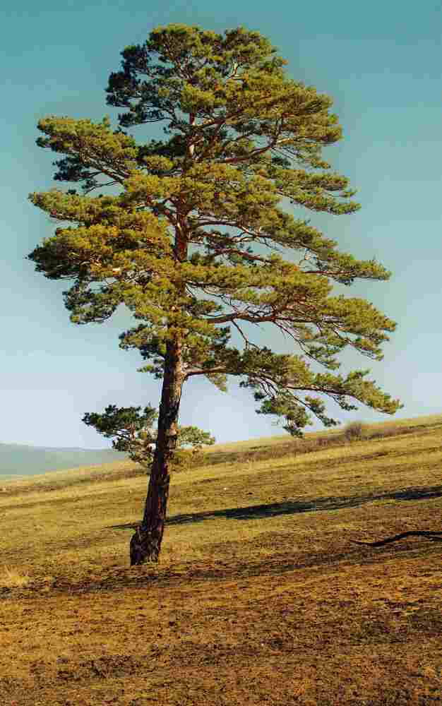 Photograph by Олег Хамуев