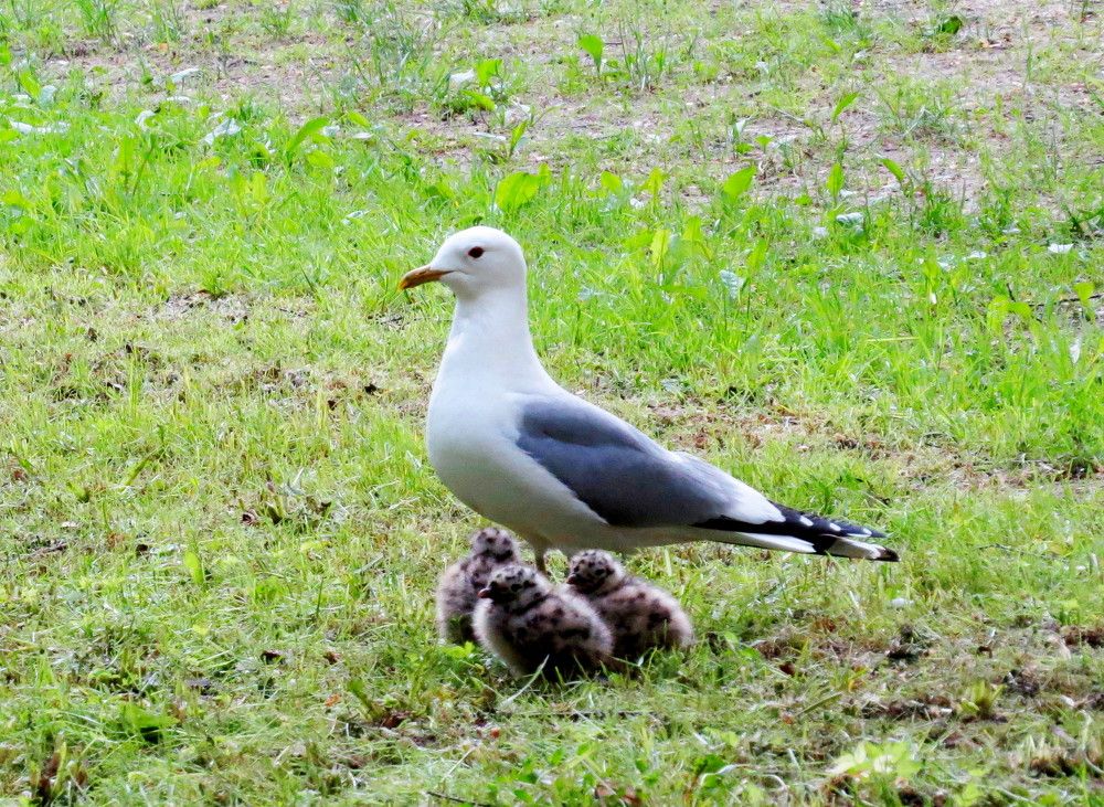 Чайка с птенцами