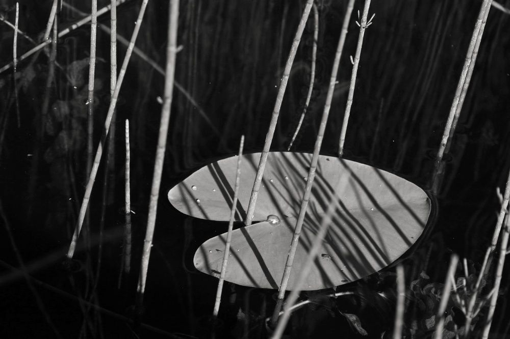 Photograph by Milena Paile