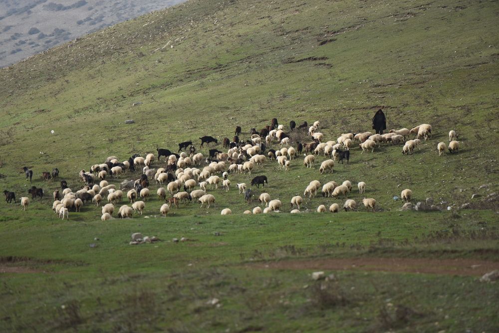 Photograph by Shahrokh Tammehr