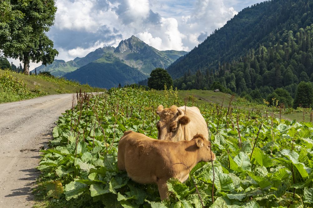 Швейцарская Абхазия