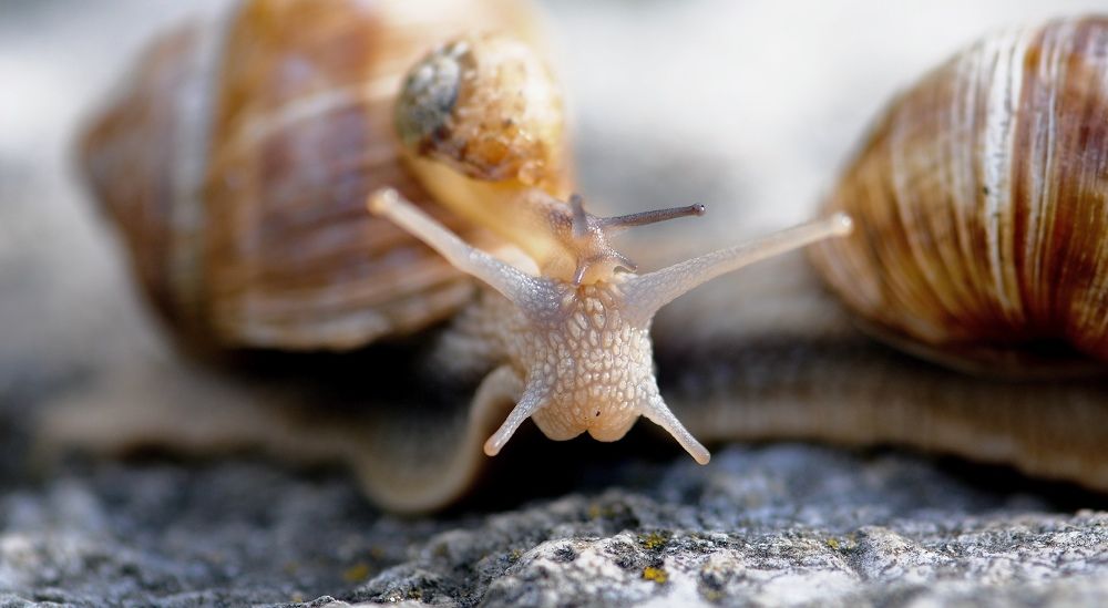 Photograph by féline Marie Anne Meyssonnier