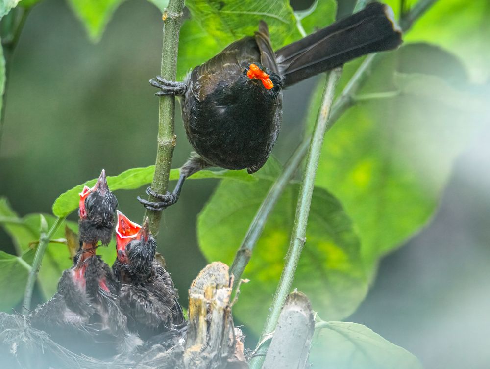 Photograph by Karmakar Kousik