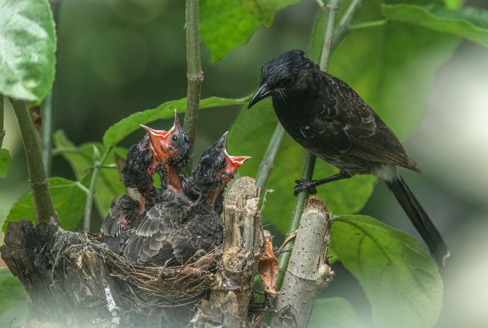 Photograph by Karmakar Kousik