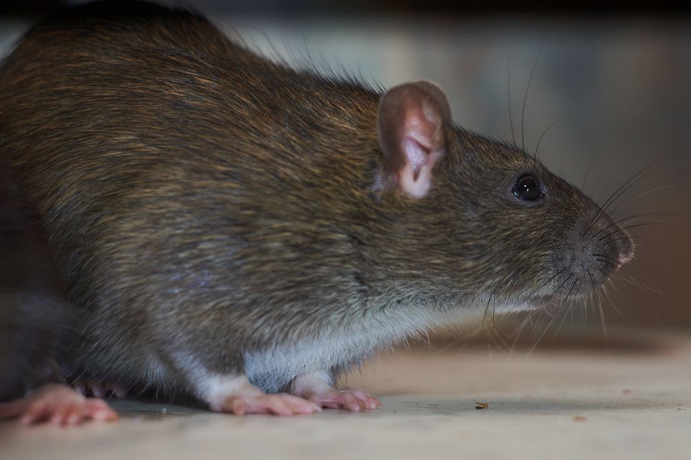 Photograph by Лариса