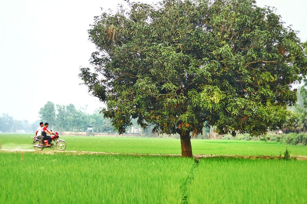 Фотография автора Ratul MD.