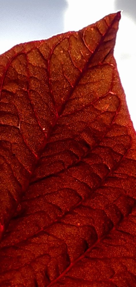 Photograph by Евгения Ульянова