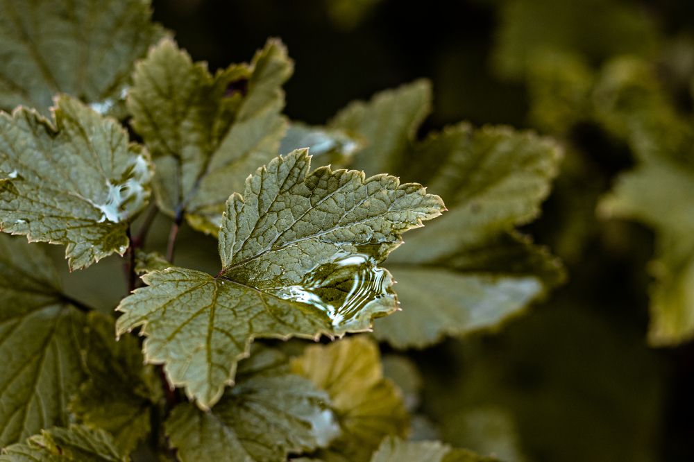 Photograph by Сергей Аникушин