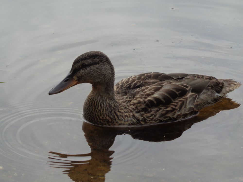 Photograph by Игорь Максимов