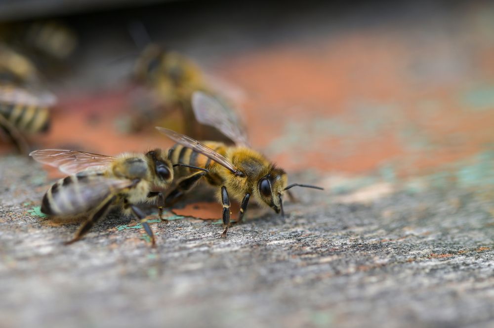 Пчелиный мир