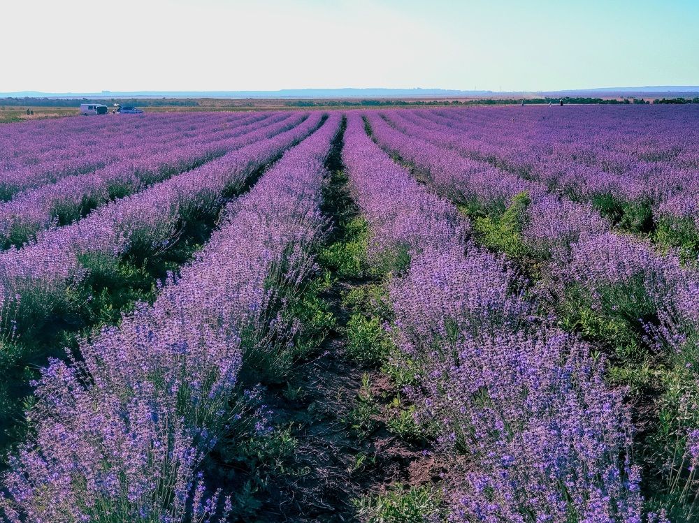 Photograph by Лариса Когтева