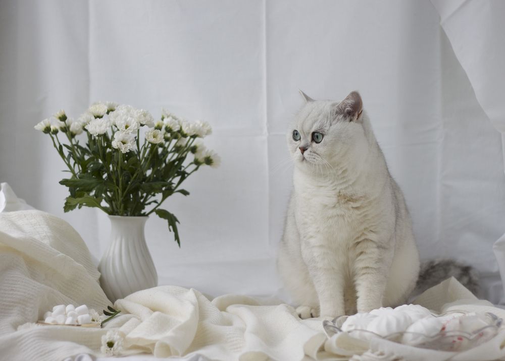 Завтрак аристократа