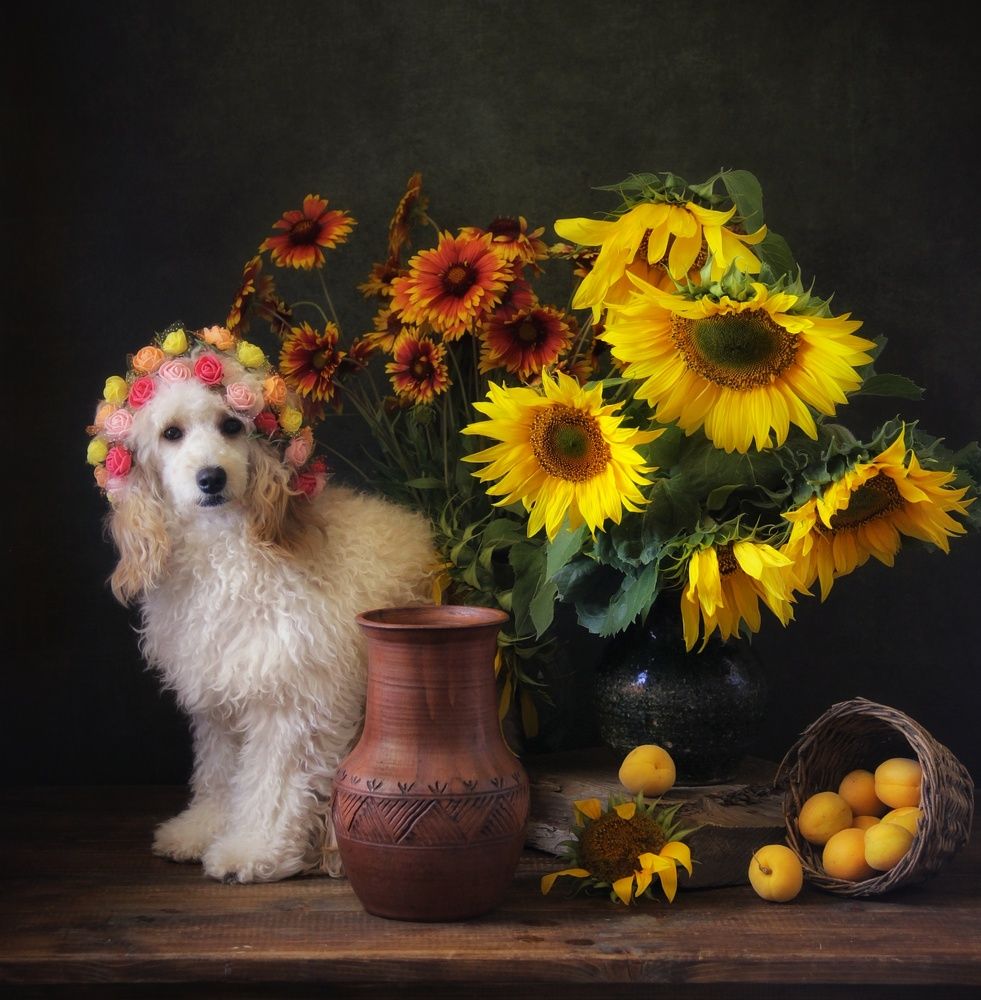 Фотография автора Елена Доянова