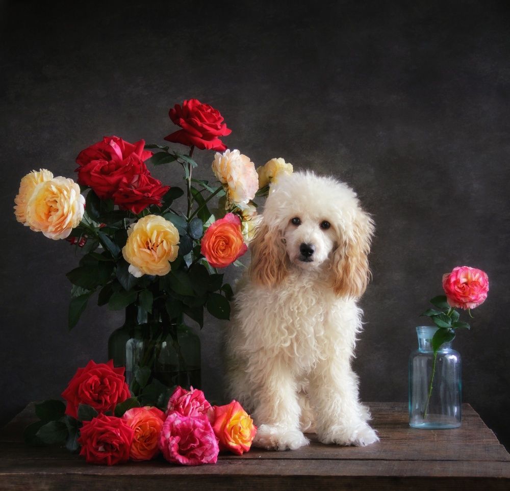 Photograph by Елена Доянова