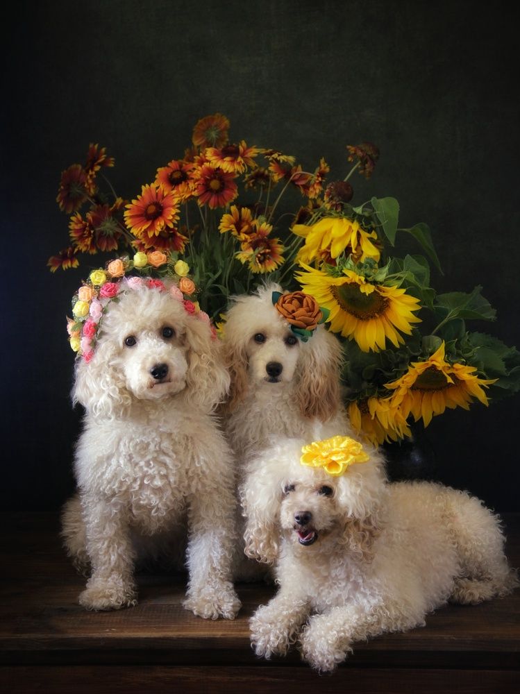 Фотография автора Елена Доянова