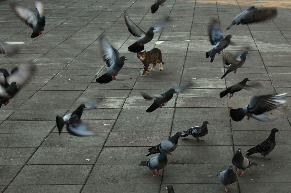 Photo #9405150