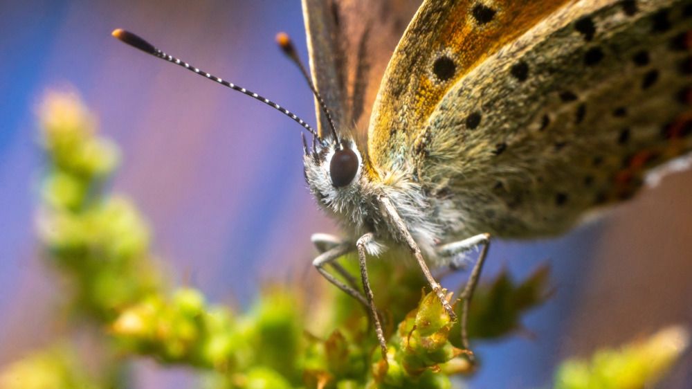 Червонец чернопятнистый.