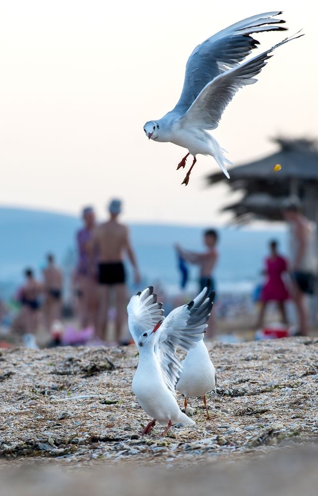 Photograph by Grigorev Andrey