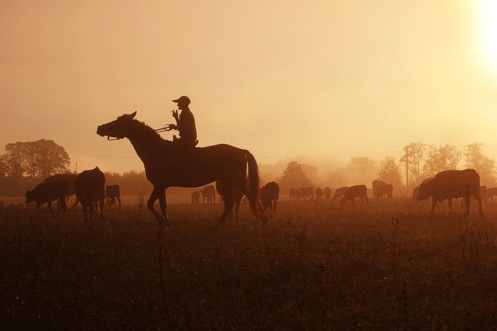 Пастух и стадо
