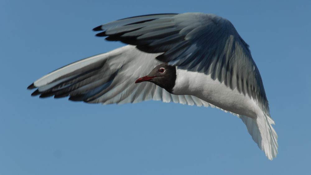 A black-headed gull that is lying in the air