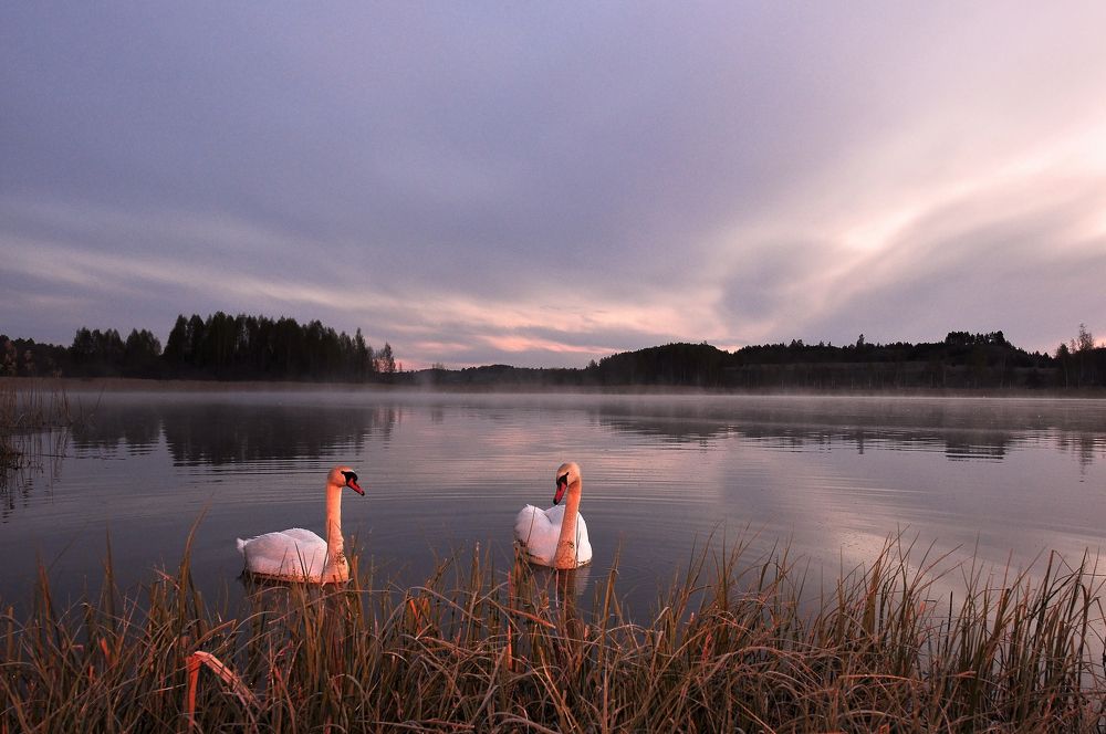 Дикие лебеди.