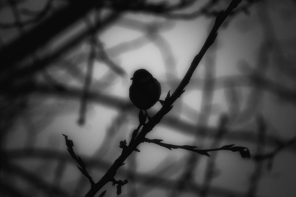 Photograph by Олеся Гамаюнова