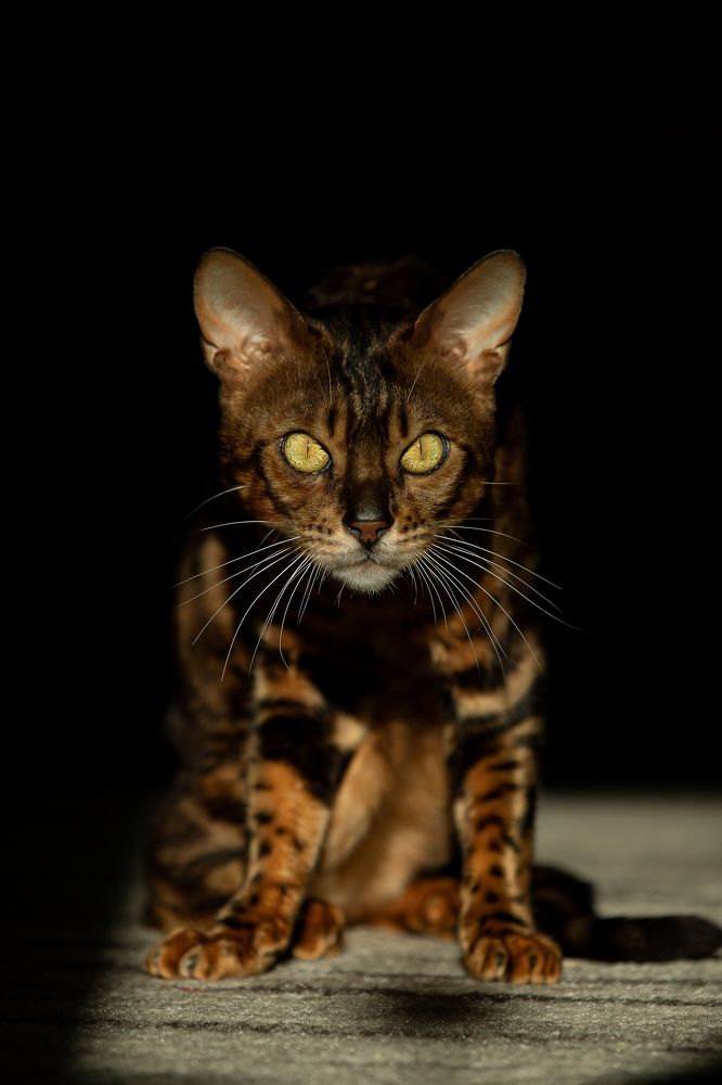 Photograph by EKATERINA ROMANYUK