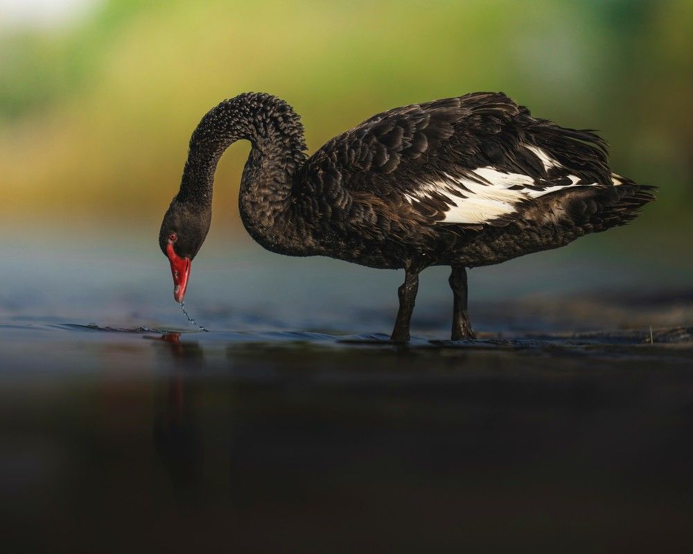 Photograph by Ahmed Sobhi