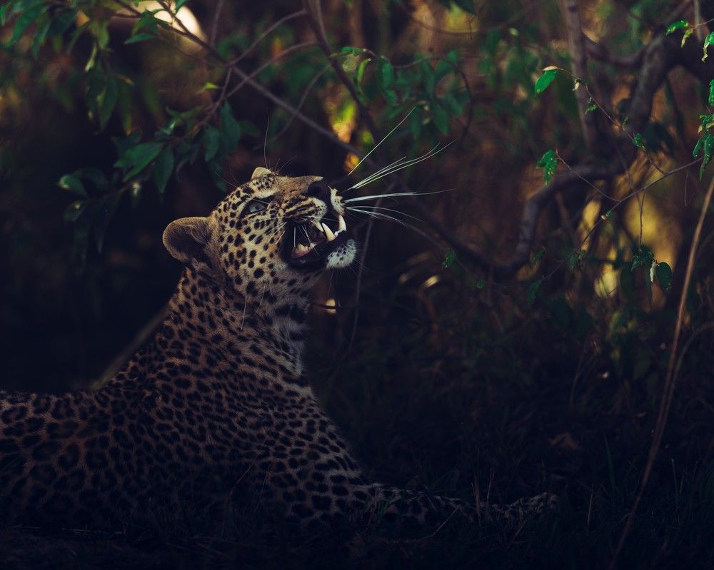 Photograph by Ahmed Sobhi