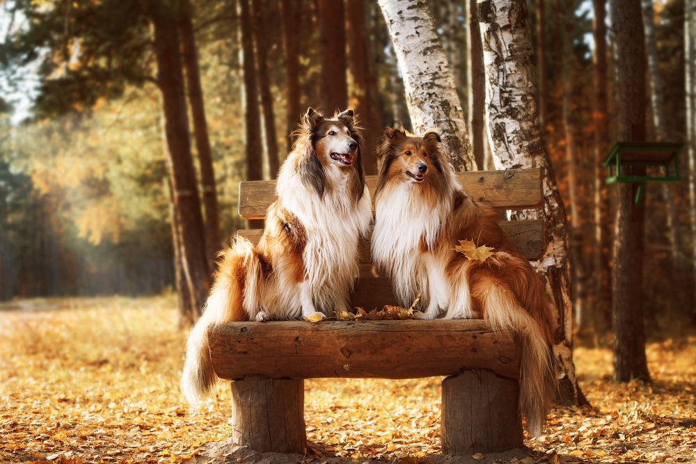 Photograph by Соколова Елена