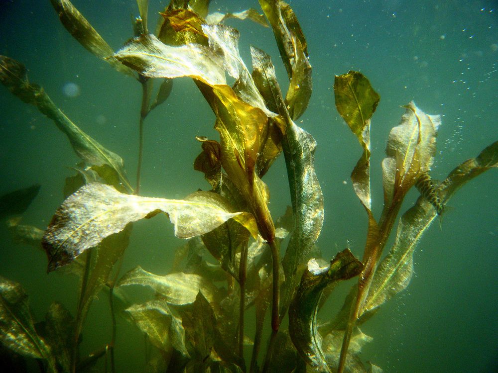 Полосатая акула лесного озера