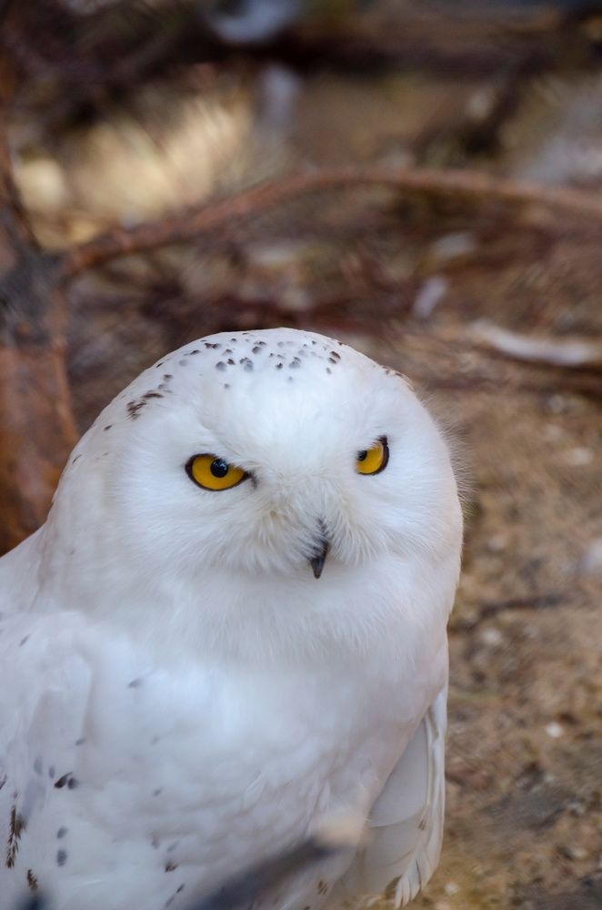 Пермская Букля