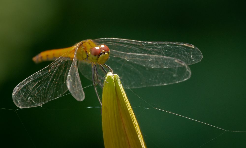 Photograph by Олег Волков