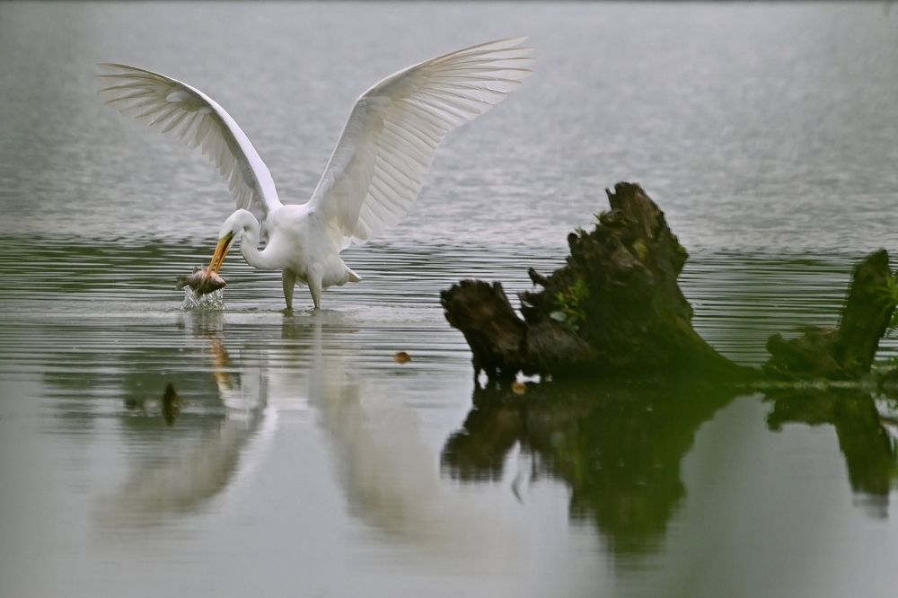 Оп Карасик.