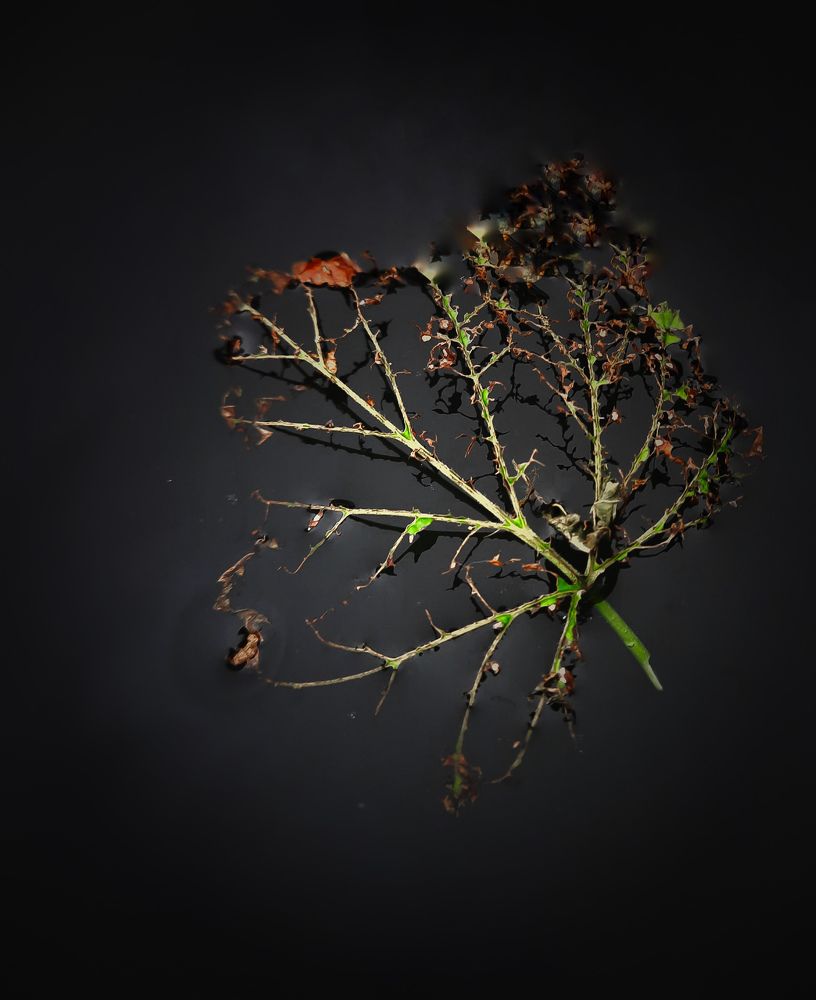 Photograph by Наталья Чередниченко