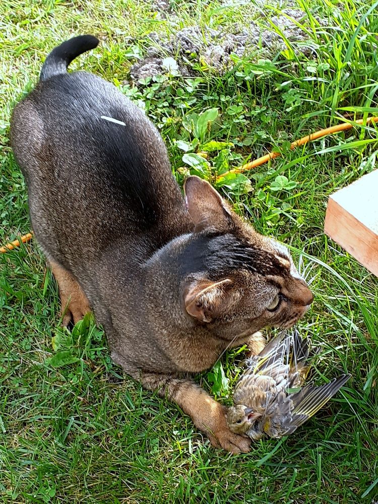 Photo #9407334