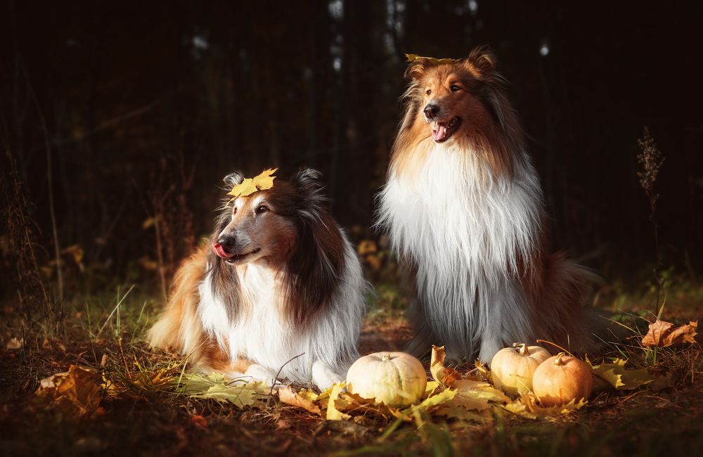 Photograph by Соколова Елена