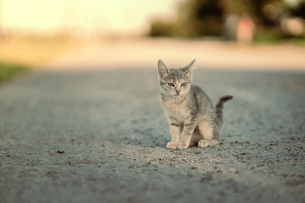 Photograph by Alexandr Stock