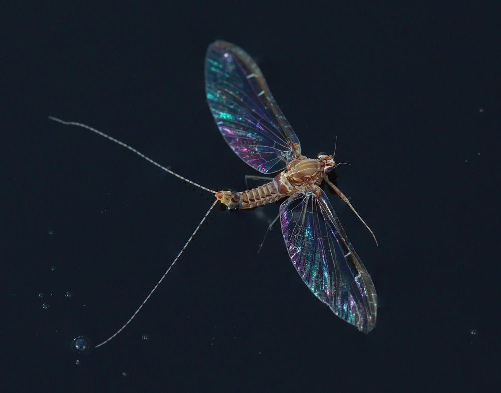 Photograph by Анатолий Васильев