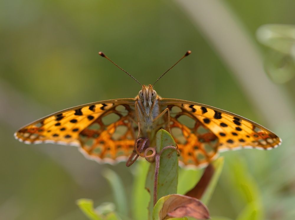 Photograph by Анатолий Васильев