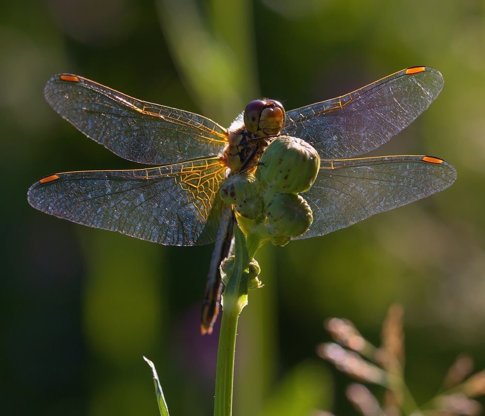 Photograph by Анатолий Васильев