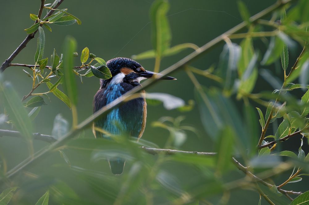 Photograph by Александр Перегудов