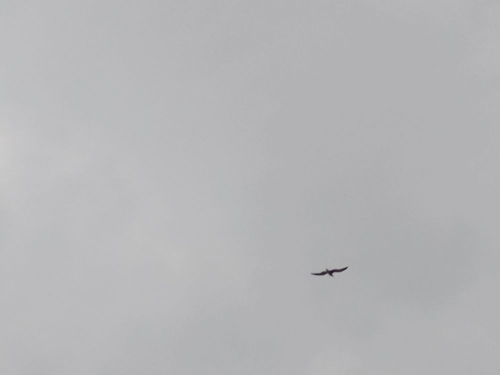 Photo #9408659