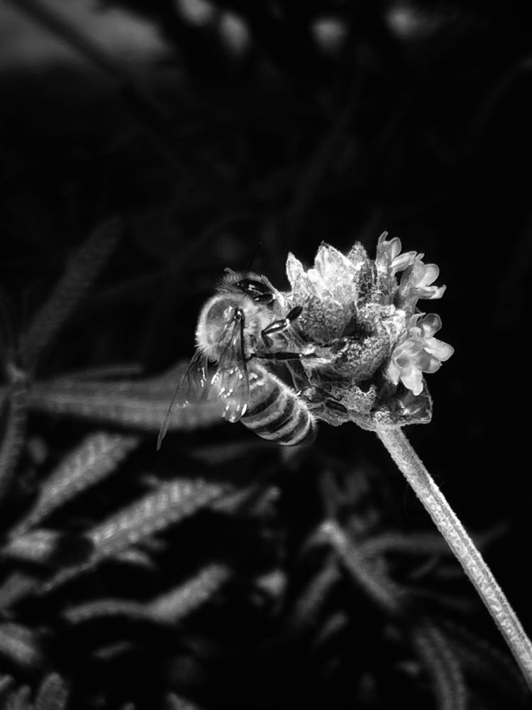 Photograph by Dayssi