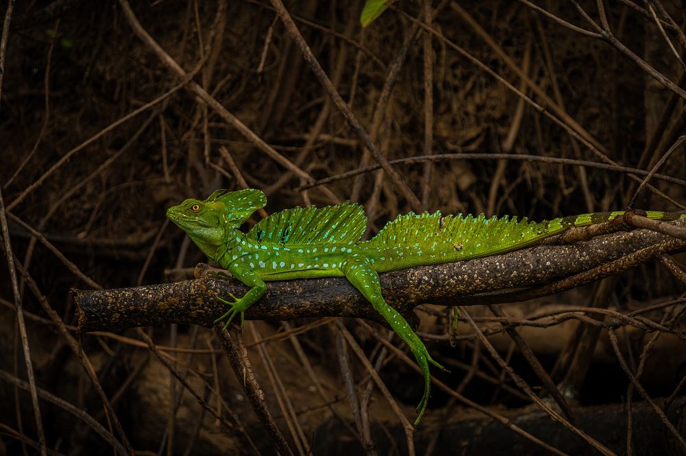 Common Basilisk (Basiliscus basiliscus)