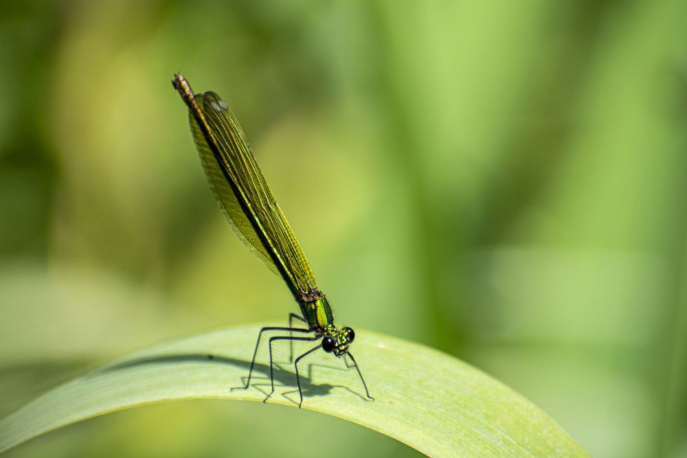 Photograph by Оксана Губанова