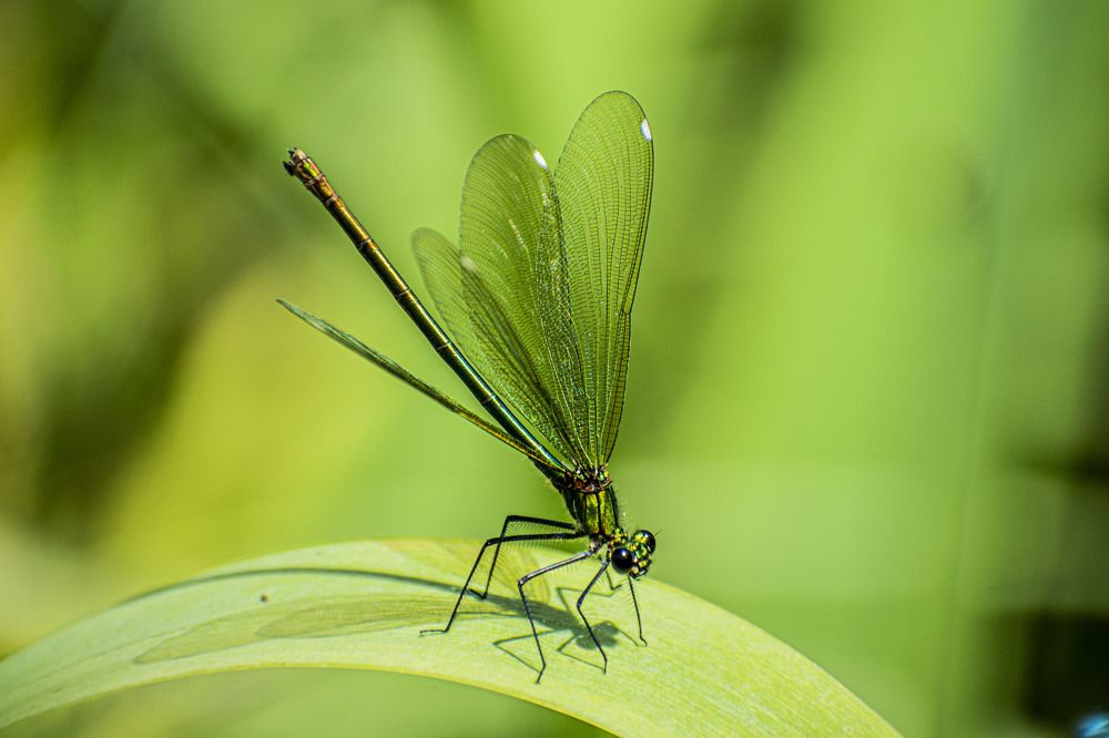 Photograph by Оксана Губанова