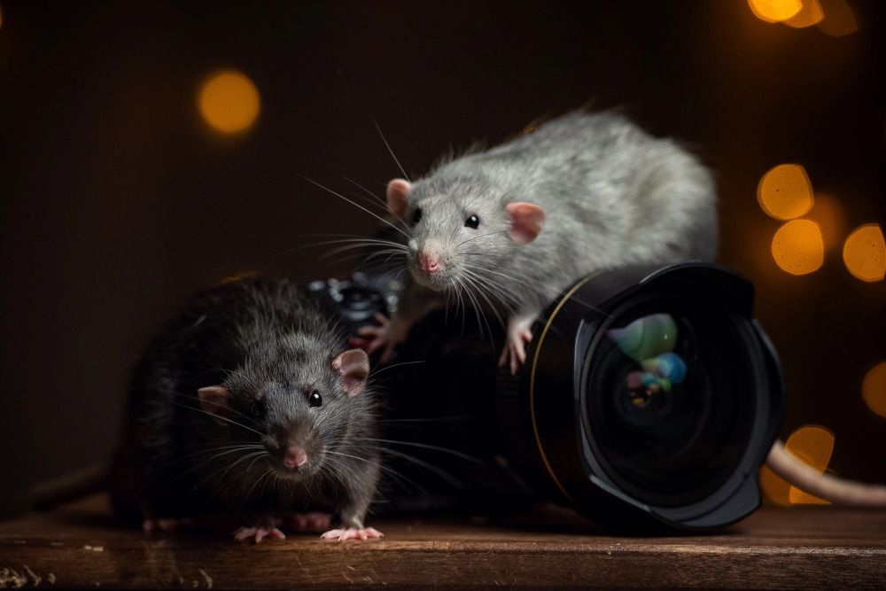 Дизель и Кисель