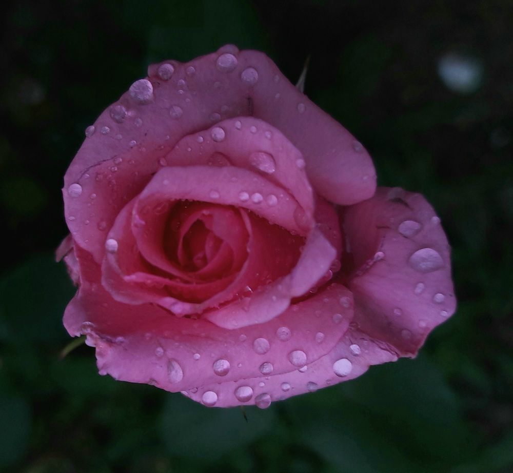 Фотография автора Stevo Dragić