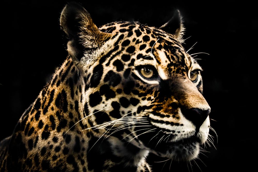 Retrato de Jaguar